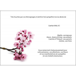 Hanami, le temps des cerisiers